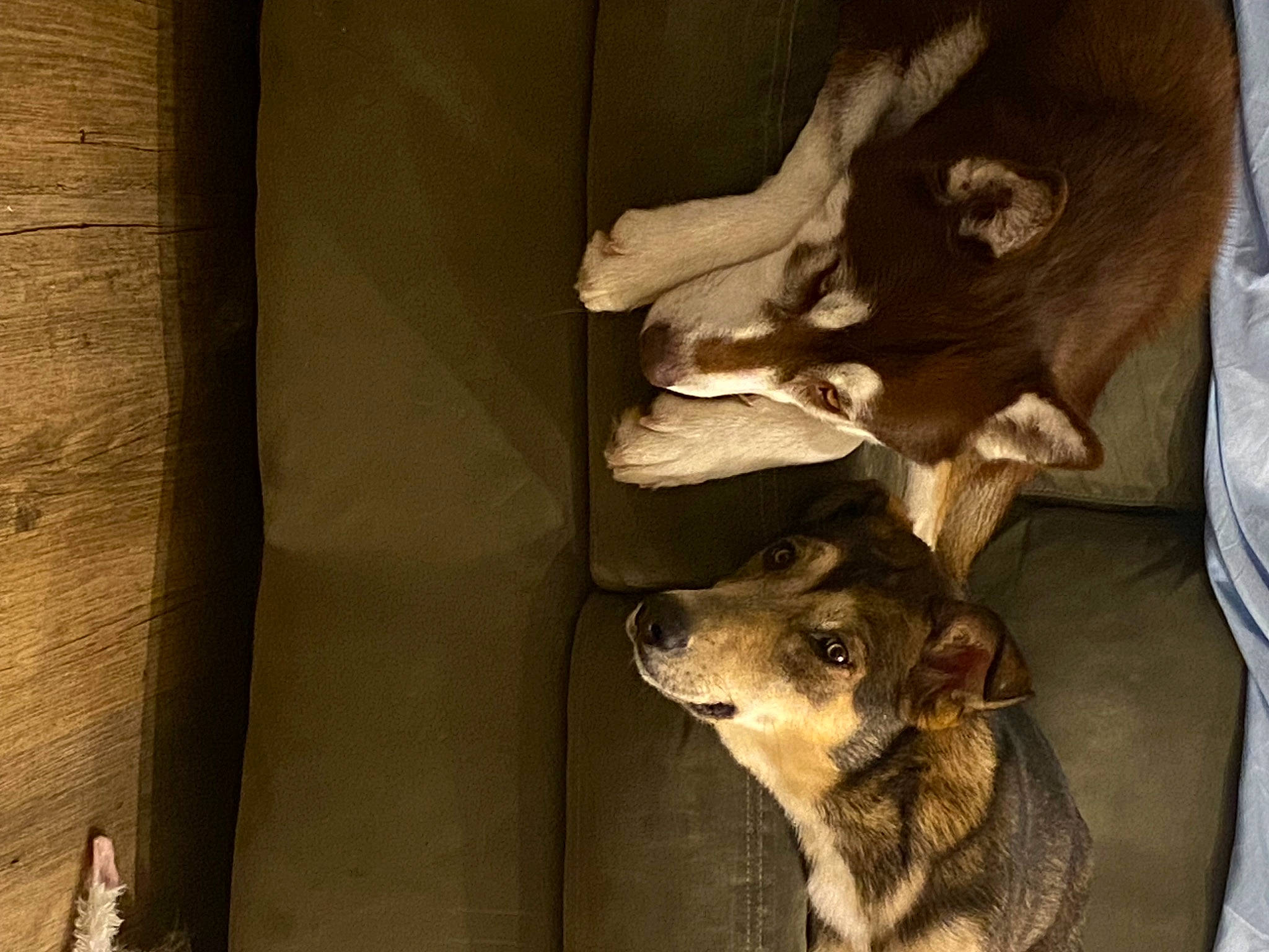 Fyra joined the competition — help win amazing prizes! ancient_dog_breeds, bone, canidae, carnivore, companion_dog, dog, dog_breed, fawn, flooring, fur, german_shepherd_dog, guard_dog, non_sporting_group, paw, sporting_group, street_dog, tail, wood, working_animal, working_dog