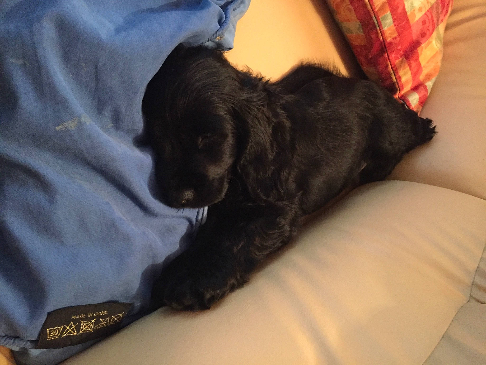 Pongo participe au concours pour gagner de l'argent avec cette photo : borador, canidae, carnivore, comfort, companion_dog, couch, dog, dog_breed, fur, linens, liver, non_sporting_group, room, snout, sporting_group, working_animal