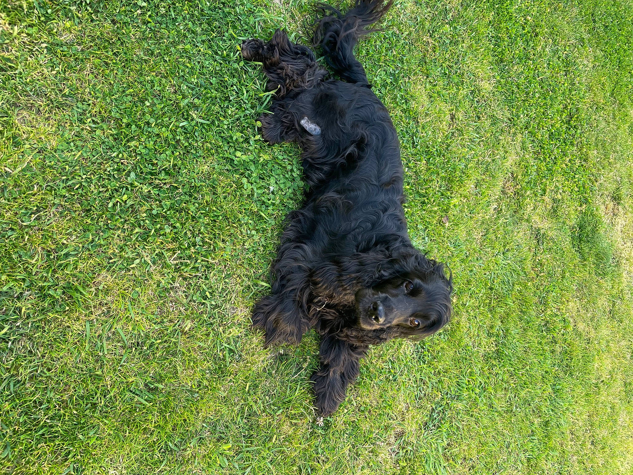 Pongo a rejoint le concours — aidez-le/la à gagner de superbes lots ! canidae, carnivore, companion_dog, dog, dog_breed, grass, grassland, groundcover, herding_dog, non_sporting_group, sporting_group, tail, terrestrial_animal, terrier, water_dog