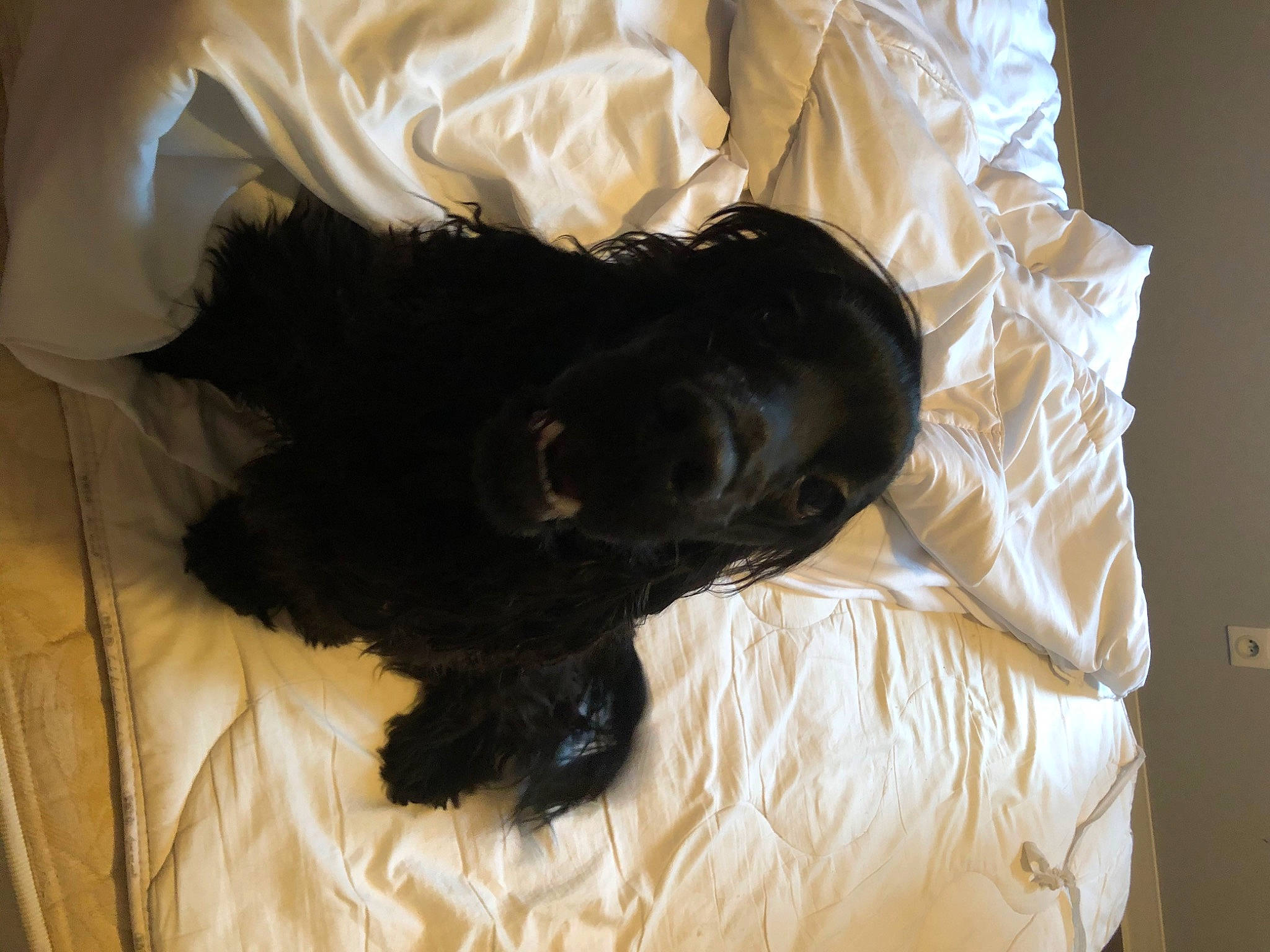 Pongo participe au concours pour gagner de l'argent avec cette photo : bed, canidae, carnivore, comfort, companion_dog, dog, dog_breed, dog_supply, fur, labradoodle, liver, nap, non_sporting_group, room, sporting_group, tail, terrier, toy_dog, working_animal