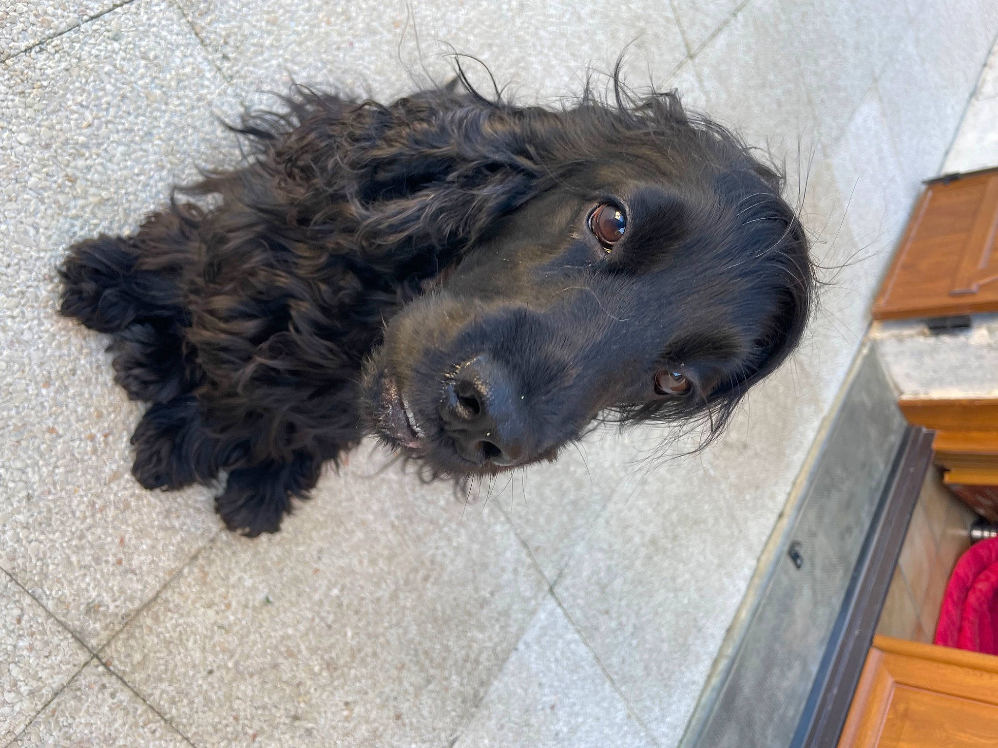 Pongo a rejoint le concours — aidez-le/la à gagner de superbes lots ! canidae, carnivore, companion_dog, dog, dog_breed, flooring, fur, giant_dog_breed, liver, non_sporting_group, snout, sporting_group, terrestrial_animal, water_dog, whiskers, wood, working_animal