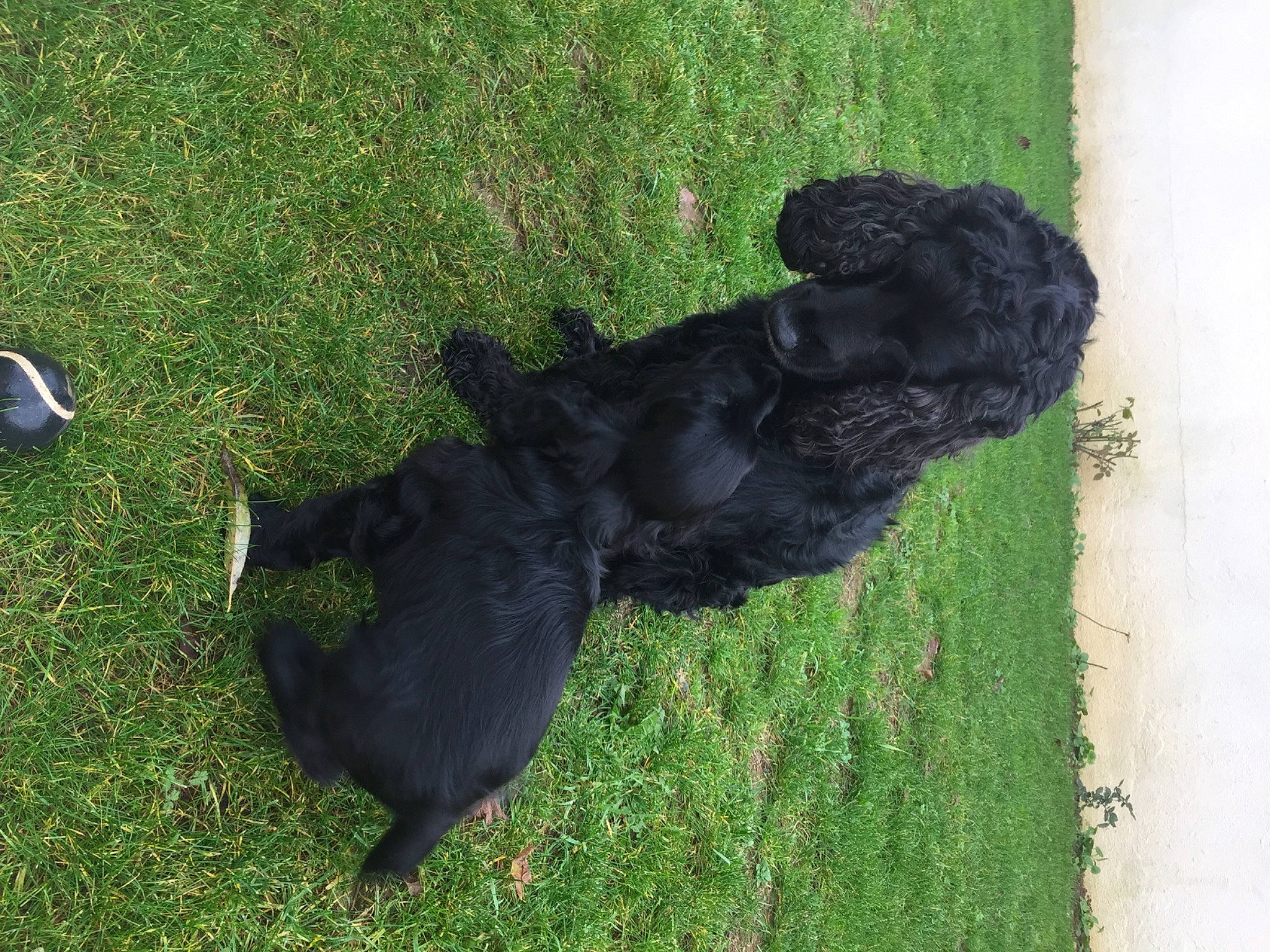 Hercule participe au concours pour gagner de l'argent avec cette photo : companion_dog, dog_breed, grass, groundcover, lawn, plant, shadow, soil, sporting_group, tail, terrestrial_animal, tints_and_shades, water_dog