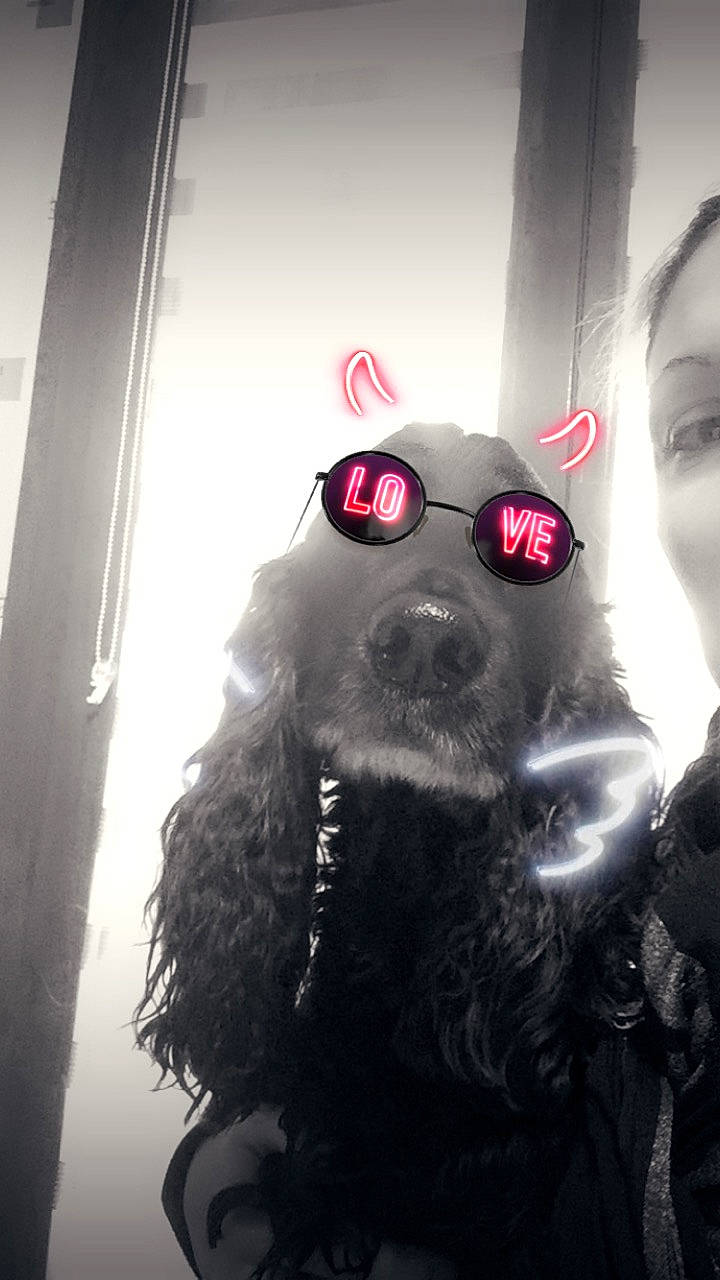 Hercule a rejoint le concours — aidez-le/la à gagner de superbes lots ! beard, carnivore, companion_dog, dog, dog_breed, eyewear, facial_hair, fur, glasses, goggles, moustache, personal_protective_equipment, selfie, snout, sporting_group, sunglasses, toy_dog, vision_care, whiskers, working_animal