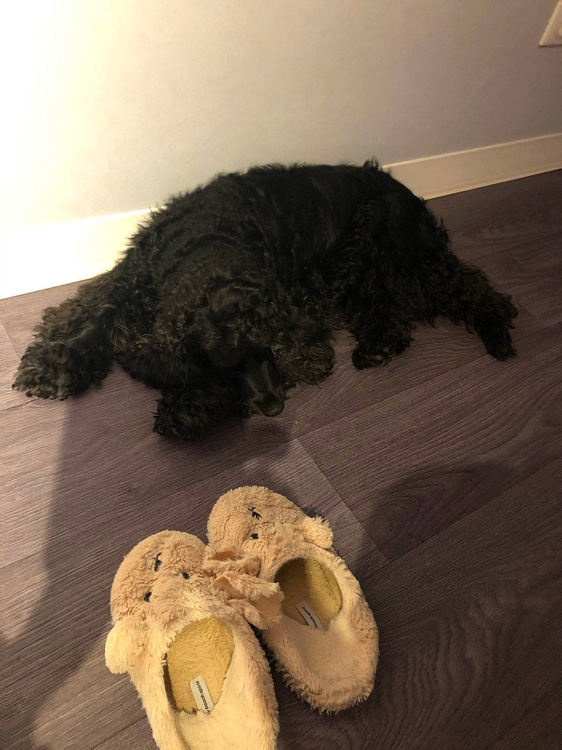 Hercule participe au concours pour gagner de l'argent avec cette photo : agaricaceae, canidae, carnivore, companion_dog, dog, dog_breed, dog_supply, edible_mushroom, elephant, fawn, fungus, fur, pet_supply, poodle, sporting_group, terrier, toy_dog, water_dog, wood, working_animal