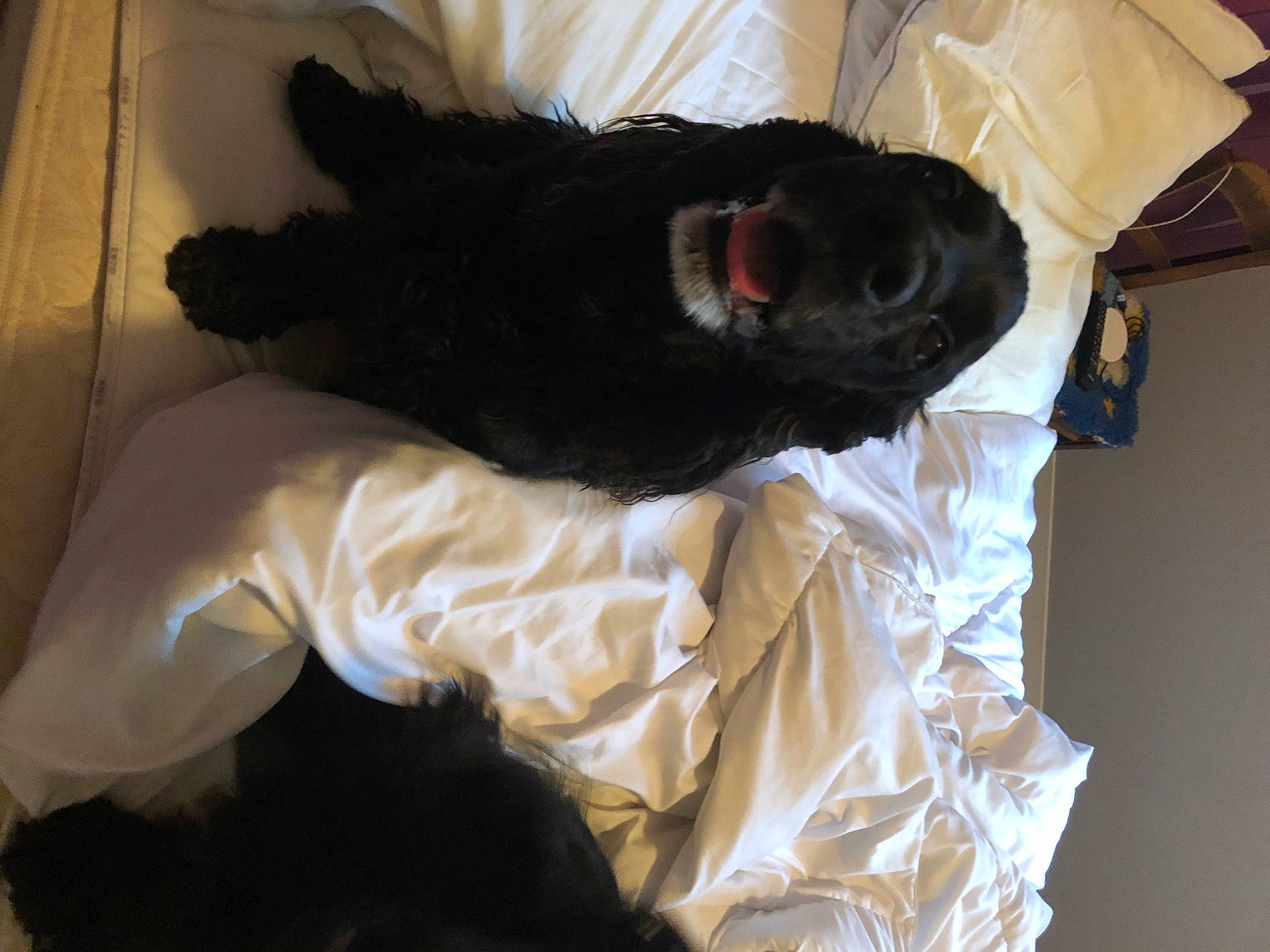 Hercule a rejoint le concours — aidez-le/la à gagner de superbes lots ! bed, bedding, black_cat, canidae, carnivore, comfort, companion_dog, couch, dog, dog_breed, duvet, felidae, fur, linens, nap, small_to_medium_sized_cats, snout, sporting_group, tail, whiskers