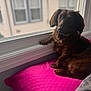 dog, window, pillow, indoor, brown_dog, pet, resting, looking, fur, cozy, home, daylight, curtain, animal, soft_light, domestic, relaxing, closeup, mammal, companion