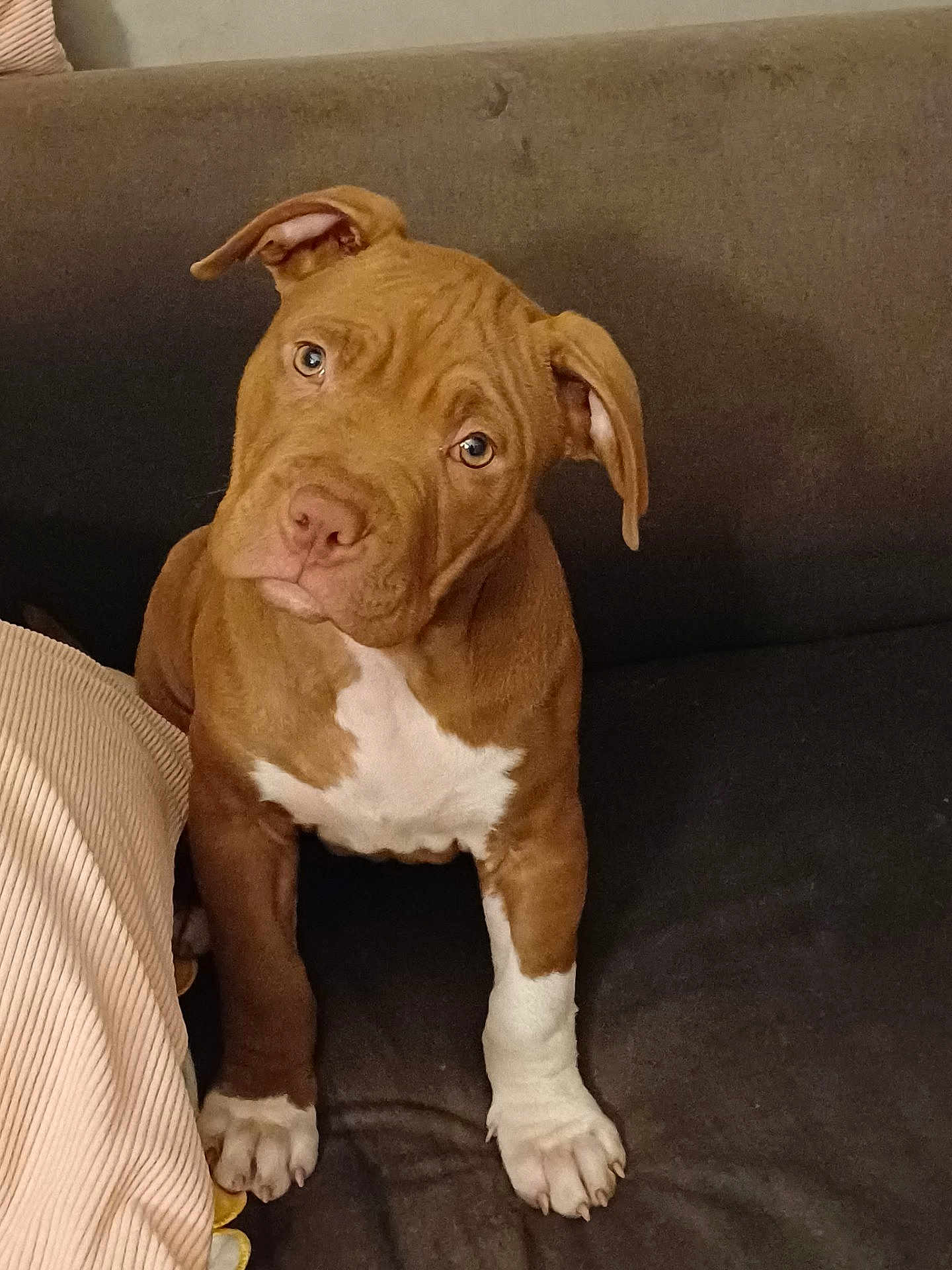 Aros a rejoint le concours — aidez-le/la à gagner de superbes lots ! dog, puppy, brown_dog, white_chest, sofa, couch, indoor, pet, paw, paws, ears, nose, eyes, curious, looking_up, sitting, portrait, furniture, blanket, close_up
