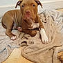 Aros a rejoint le concours — aidez-le/la à gagner de superbes lots ! dog, puppy, brown_coat, white_paw, blanket, towel, tile_floor, indoor, pet, pitbull, puppy_portrait, cute, young, lying_down, snout, ears, fur, paw, closeup, blurry