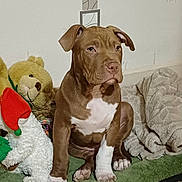 Aros a rejoint le concours — aidez-le/la à gagner de superbes lots ! dog, puppy, pitbull, pet, stuffed_toy, teddy_bear, plush_toy, blanket, pet_bed, indoor, wallpaper, paws, white_marking, sitting, portrait, looking, curious, floor, cozy, brown_coat