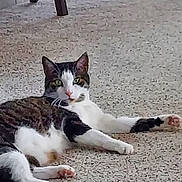 Bjorn joined the competition — help win amazing prizes! cat, tabby_cat, white_cat, pet, animal, floor, indoor, relaxed, laying_down, curious, green_eyes, paw, fur, whiskers, ear, nose, tail, domestic_cat, mammal, resting