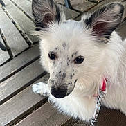 Bianca a rejoint le concours — aidez-le/la à gagner de superbes lots ! dog, white_fur, speckled_face, large_ears, red_collar, blue_leash, wooden_deck, outdoor, pet, animal, sitting, close_up, calm, leash, fur, snout, ears, black_markings, daylight, metal_chair