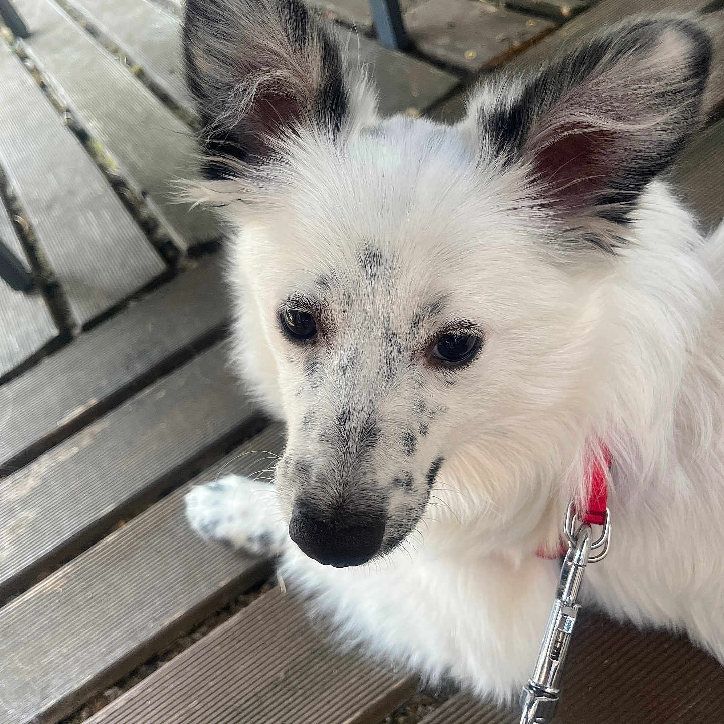 Bianca a rejoint le concours — aidez-le/la à gagner de superbes lots ! dog, white_fur, speckled_face, large_ears, red_collar, blue_leash, wooden_deck, outdoor, pet, animal, sitting, close_up, calm, leash, fur, snout, ears, black_markings, daylight, metal_chair