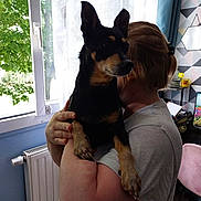 Guimauve a rejoint le concours — aidez-le/la à gagner de superbes lots ! dog, person, indoor, window, curtain, computer, chair, hand, arm, wall, radiator, flower, monitor, desk, hair, furniture, tattoo, patterned_wall, natural_light, holding