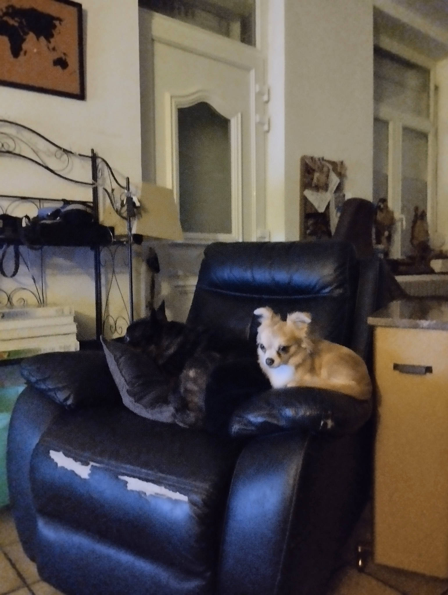 Sully participe au concours pour gagner de l'argent avec cette photo : building, carnivore, chair, club_chair, comfort, couch, dog, fawn, floor, flooring, furniture, grey, house, interior_design, living_room, picture_frame, purple, studio_couch, table, wood