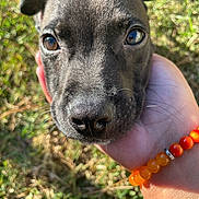Nico is registered to the contest to win money with this photo: puppy, dog, close_up, black_fur, nose, eyes, hand, bracelet, beads, outdoor, grass, sunlight, pet, animal, cute, young_dog, portrait, nature, friendly, curious