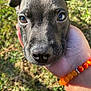 puppy, dog, close_up, black_fur, nose, eyes, hand, bracelet, beads, outdoor, grass, sunlight, pet, animal, cute, young_dog, portrait, nature, friendly, curious