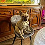 french_bulldog, dog, chair, wooden_cabinet, fish_tank, indoor, pet, furniture, table, lamp, plant, floor, domestic, animal, sitting, canine, room, decor, light, curious