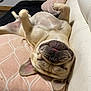 dog, pug, upside_down, sleeping, couch, pillow, pet, indoor, relaxed, tongue_out, light_brown_fur, ears, snout, cute, cozy, fur, animal, home, resting, soft_texture