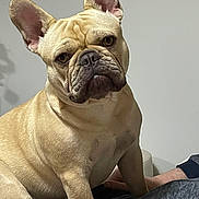 Viktor participe au concours pour gagner de l'argent avec cette photo : dog, french_bulldog, pet, indoor, light_brown, ears, wrinkles, sitting, person, lap, animal, face, cute, companion, looking, portrait, canine, domestic, fur, attention