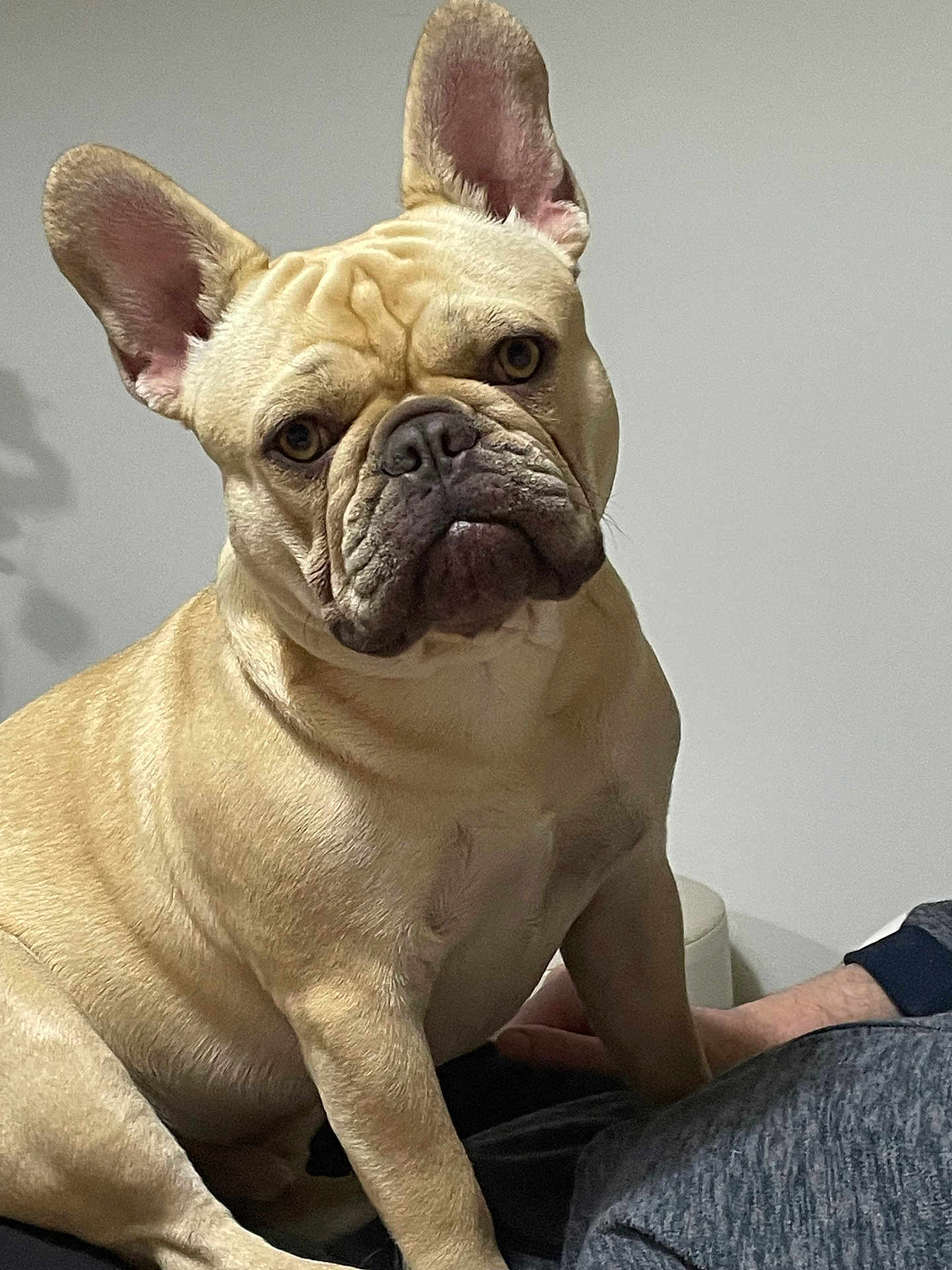 Viktor participe au concours pour gagner de l'argent avec cette photo : dog, french_bulldog, pet, indoor, light_brown, ears, wrinkles, sitting, person, lap, animal, face, cute, companion, looking, portrait, canine, domestic, fur, attention