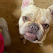 Viktor a rejoint le concours — aidez-le/la à gagner de superbes lots ! animal, canine, close_up, companion, cute, dog, domestic_animal, ears, eyes, face, floor, french_bulldog, indoor, looking_up, mouth, nose, paw, pet, wooden_floor, wrinkles