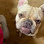 dog, french_bulldog, pet, close_up, floor, wooden_floor, indoor, animal, canine, face, ears, eyes, nose, mouth, wrinkles, cute, looking_up, domestic_animal, companion, paw