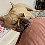 dog, french_bulldog, sleeping, tongue_out, blanket, couch, indoor, pet, resting, cozy, animal, cute, relaxed, fur, snout, ears, nose, paws, home, comfort