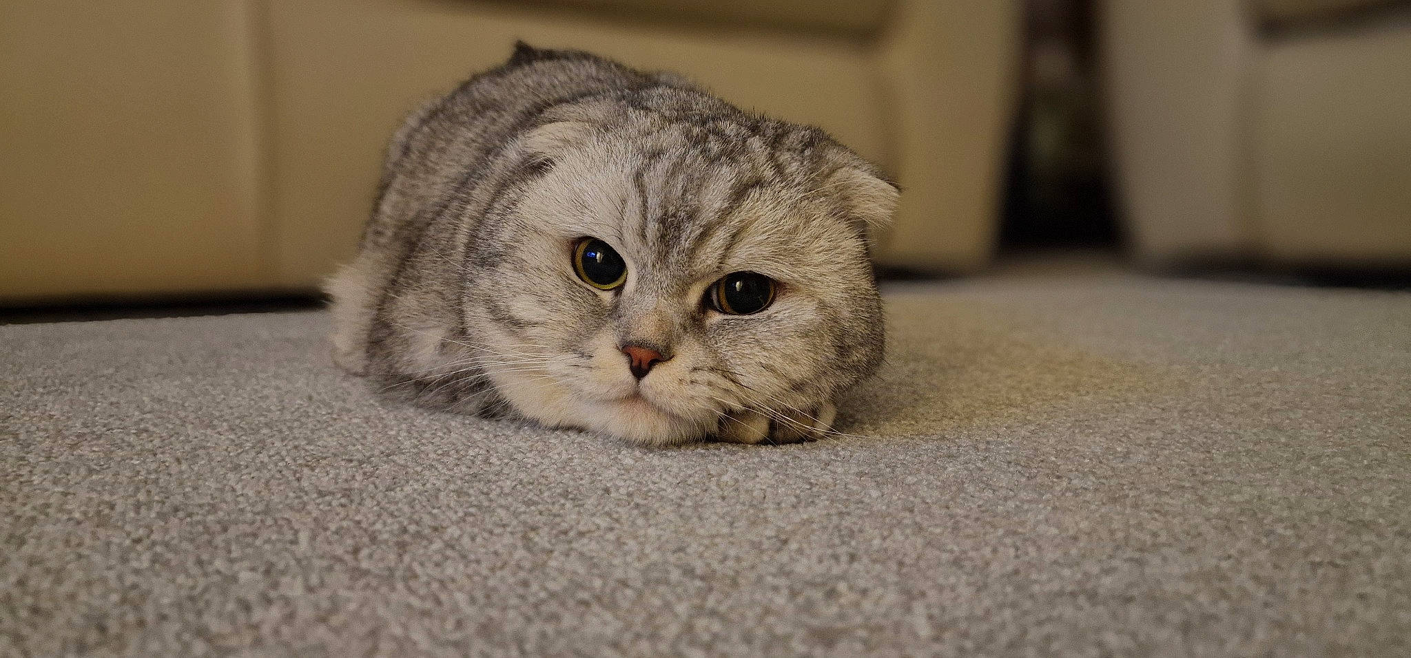 Smoky joined the competition — help win amazing prizes! carnivore, cat, claw, comfort, domestic_short_haired_cat, fawn, felidae, flooring, fur, grey, paw, scottish_fold, small_to_medium_sized_cats, terrestrial_animal, whiskers, wildlife