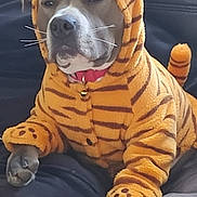 Wilo participe au concours pour gagner de l'argent avec cette photo : animal, clothing, costume, couch, cute, dog, domestic_animal, ears, expression, funny, furry, indoor, mammal, orange, paws, pet, portrait, relaxed, tiger, whiskers