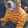 animal, clothing, costume, couch, cute, dog, domestic_animal, ears, expression, funny, furry, indoor, mammal, orange, paws, pet, portrait, relaxed, tiger, whiskers