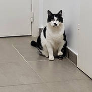 Samy participe au concours pour gagner de l'argent avec cette photo : animal, black_and_white, cat, corner, curious, domestic, door, feline, floor, house, indoor, looking, paw, pet, quiet, resting, sitting, small_object, tile, wall