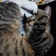 Malcolm participe au concours pour gagner de l'argent avec cette photo : cat, tabby, sleeping, paw, fur, whiskers, closeup, cozy, curled_up, blanket, striped, animal, pet, indoor, resting, cute, relaxed, mammal, feline, domestic