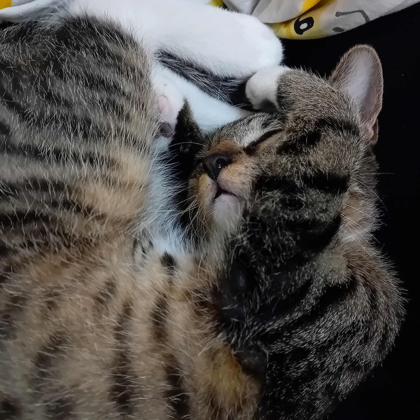 Malcolm participe au concours pour gagner de l'argent avec cette photo : cat, tabby, sleeping, paw, fur, whiskers, closeup, cozy, curled_up, blanket, striped, animal, pet, indoor, resting, cute, relaxed, mammal, feline, domestic