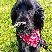 River a rejoint le concours — aidez-le/la à gagner de superbes lots ! dog, black_dog, bandana, red_bandana, grass, green_field, outdoor, pet, canine, animal, nature, cute, fur, ears, snout, sitting, playing, sunlight, summer, closeup
