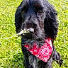 dog, black_dog, bandana, red_bandana, grass, green_field, outdoor, pet, canine, animal, nature, cute, fur, ears, snout, sitting, playing, sunlight, summer, closeup