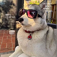 Brady Blu Brown is registered to the contest to win money with this photo: dog, husky, sunglasses, fashion, outdoor, pet, portrait, collar, relaxed, sunlight, animal, cute, canine, white_fur, grey_fur, tag, chair, brick_floor, style, trendy