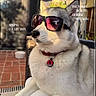 dog, husky, sunglasses, fashion, outdoor, pet, portrait, collar, relaxed, sunlight, animal, cute, canine, white_fur, grey_fur, tag, chair, brick_floor, style, trendy