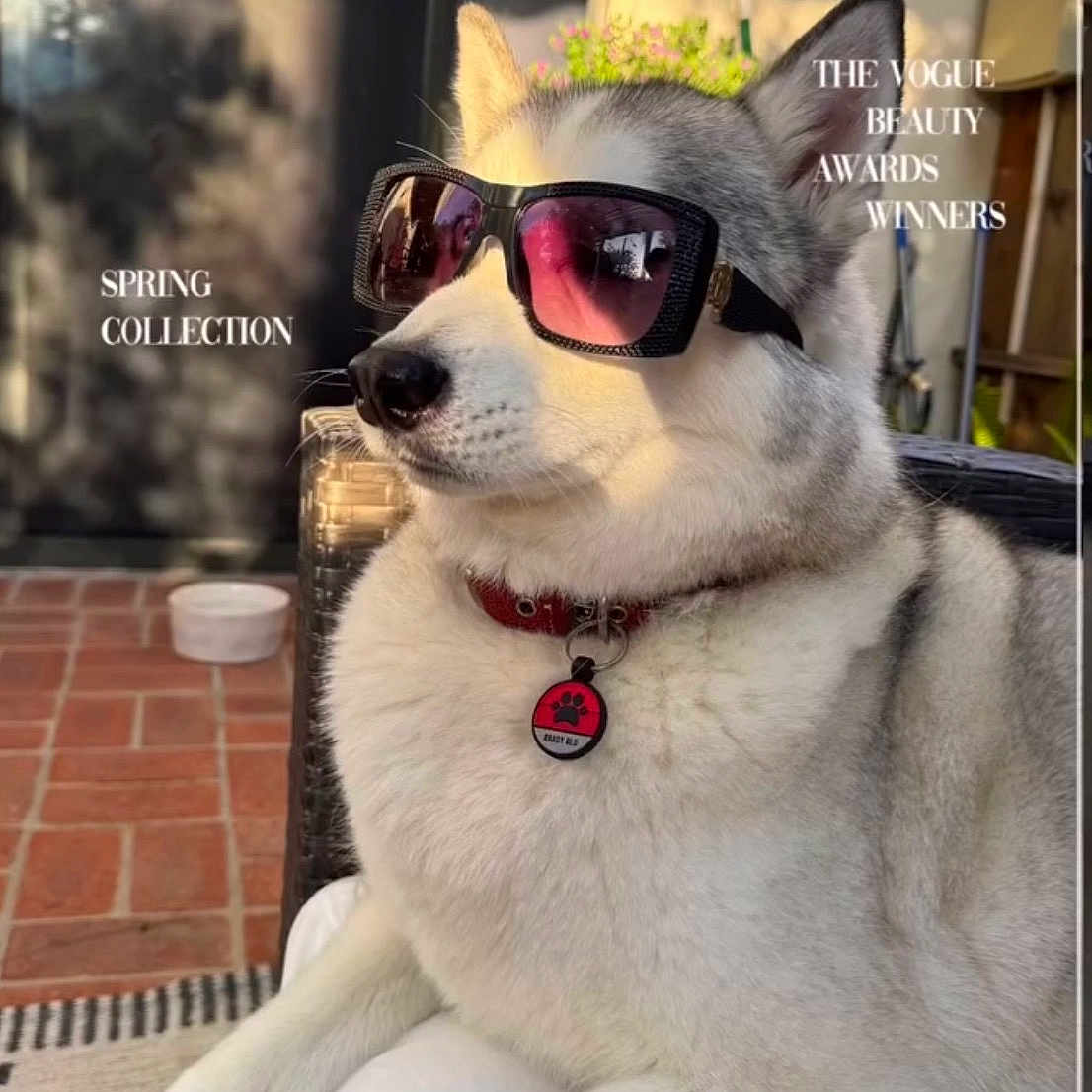 Brady Blu Brown is registered to the contest to win money with this photo: dog, husky, sunglasses, fashion, outdoor, pet, portrait, collar, relaxed, sunlight, animal, cute, canine, white_fur, grey_fur, tag, chair, brick_floor, style, trendy