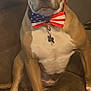 Chip is registered to the contest to win money with this photo: dog, bow_tie, patriotic, american_flag, brown_coat, white_chest, leather_couch, pet, indoor, sitting, calm, serious, canine, collar, domestic_animal, mammal, front_paws, ears, face, portrait