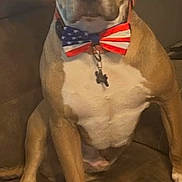 Chip joined the competition — help win amazing prizes! dog, bow_tie, american_flag, patriotic, brown_couch, leather, pet, sitting, indoor, canine, collar, animal, ears, face, paw, fur, closeup, domestic_animal, alert, portrait