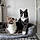 Plume Et Milo