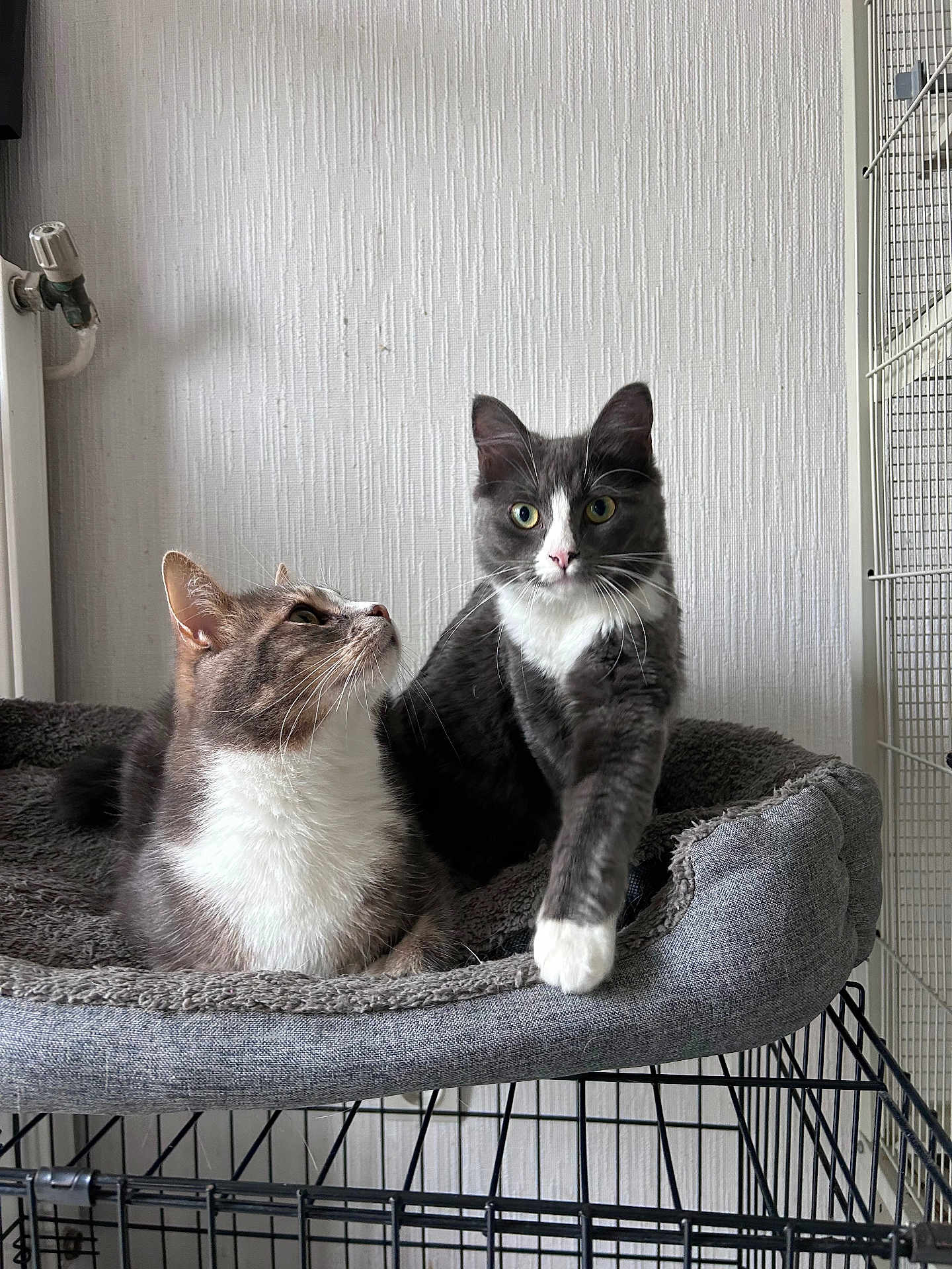 Plume Et Milo a rejoint le concours — aidez-le/la à gagner de superbes lots ! abyssinian, angora, animal, box, cage, canine, cat, crate, den, dog, doghouse, egyptiancat, husky, indoors, kennel, kitten, manx, pet, shelf, siamese