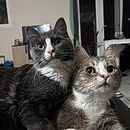 Plume Et Milo participe au concours pour gagner de l'argent avec cette photo : abyssinian, animal, architecture, building, cat, computerhardware, couch, electronics, furniture, hardware, hardwood, indoors, kitten, livingroom, manx, monitor, pet, room, screen, wood