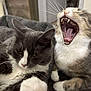 Plume Et Milo a rejoint le concours — aidez-le/la à gagner de superbes lots ! abyssinian, animal, beak, blanket, bodypart, cat, chair, couch, face, furniture, head, kitten, manx, mouth, person, pet, photobombing, snout, teeth, tongue