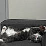 Plume Et Milo a rejoint le concours — aidez-le/la à gagner de superbes lots ! animal, architecture, building, camera, cat, computer, couch, electronics, furniture, indoors, kitten, laptop, livingroom, manx, person, pet, phone, room, sleeping, videocamera
