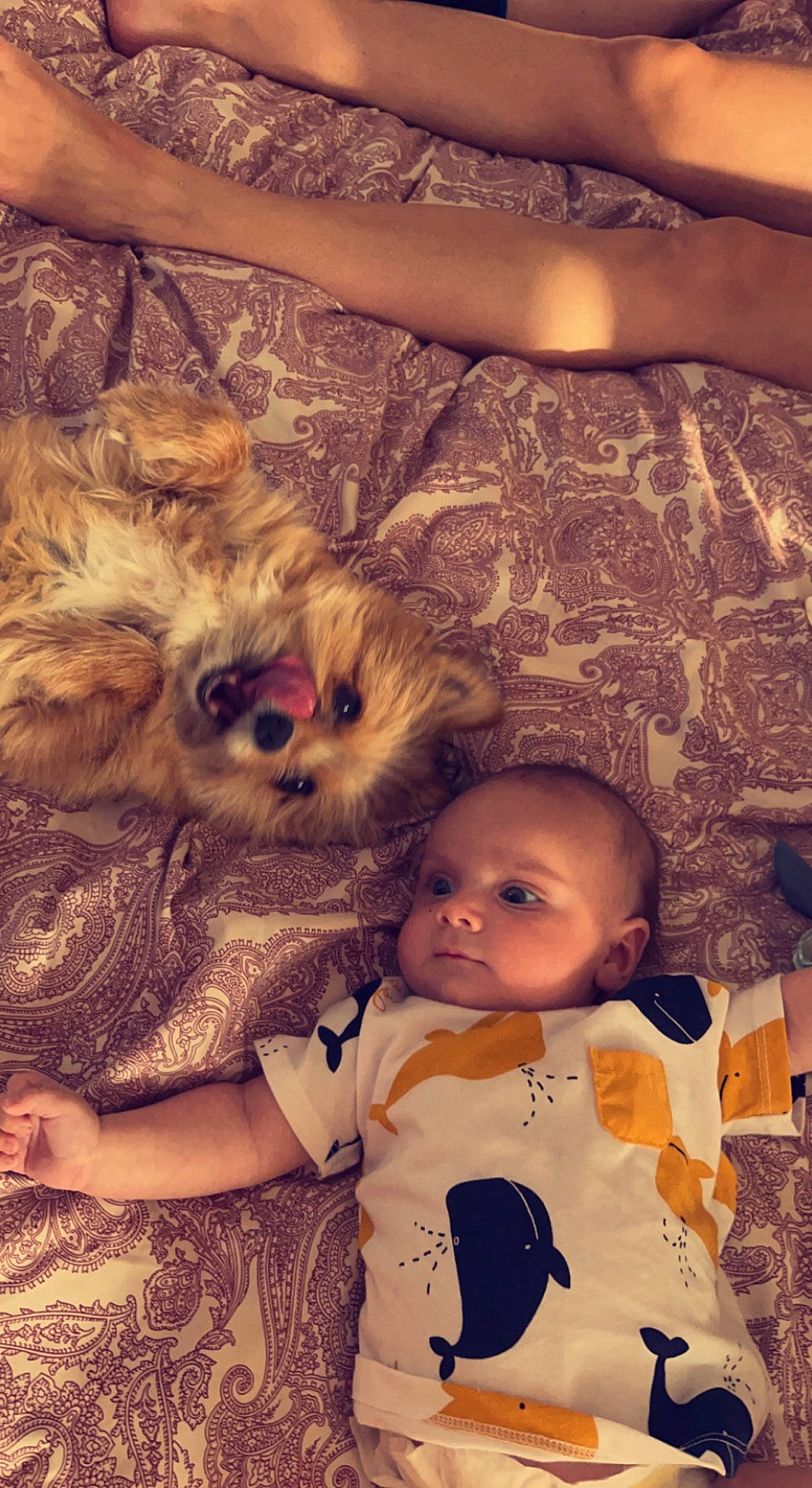 Timothée a rejoint le concours — aidez-le/la à gagner de superbes lots ! baby, baby_toddler_clothing, child, companion_dog, dog, fun, fur, happy, head, holiday, pattern, person, room, sitting, skin, textile, toddler, toy, toy_dog, tree