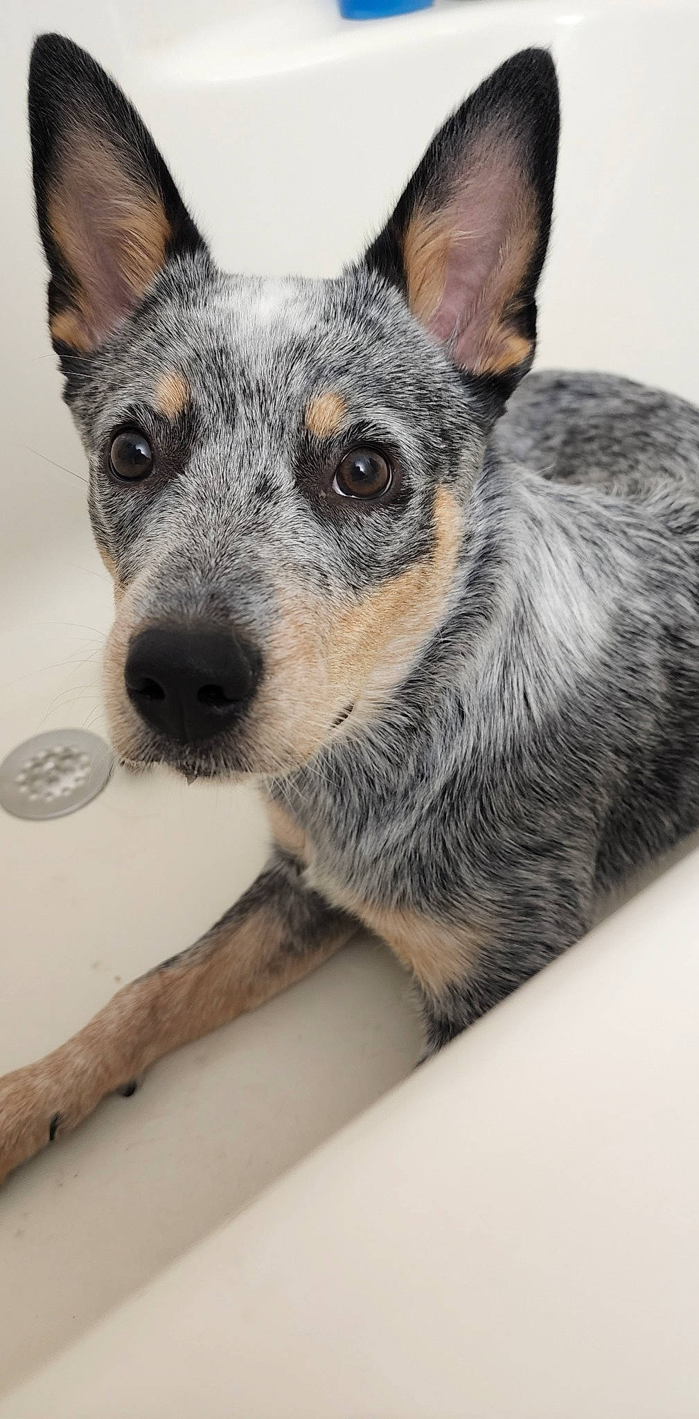 Scout joined the competition — help win amazing prizes! ancient_dog_breeds, australian_cattle_dog, balance, canidae, carnivore, collar, companion_dog, dog, dog_breed, ear, fur, grey, herding_dog, koolie, paw, sporting_group, terrestrial_animal, whiskers, working_animal, working_dog