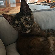 Mattie joined the competition — help win amazing prizes! cat, kitten, tortoiseshell, pet, animal, feline, portrait, closeup, head_tilt, curious, eyes, whiskers, ears, fur, black_fur, brown_fur, sofa, couch, indoors, home