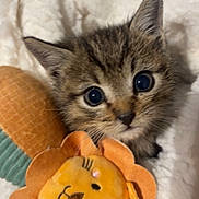 Gizmo participe au concours pour gagner de l'argent avec cette photo : kitten, cat, plush_toy, lion, blanket, soft, cute, close_up, furry, pet, animal, indoor, young, whiskers, eyes, fur, cozy, comfort, toy, sleepy