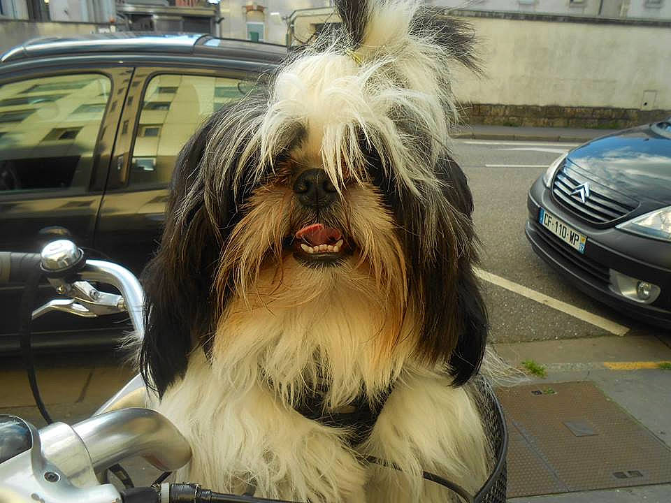 Lekshey a rejoint le concours — aidez-le/la à gagner de superbes lots ! asphalt, automotive_design, automotive_exterior, automotive_lighting, automotive_tire, car, carnivore, companion_dog, dog, dog_breed, grille, hood, liver, motor_vehicle, snout, tire, toy_dog, vehicle, vehicle_door, vehicle_registration_plate